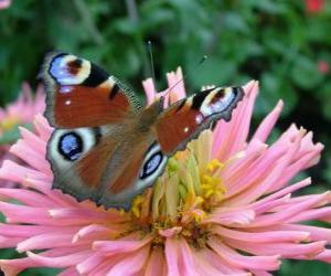 Beautiful butterfly with wings wide open puzzle