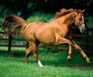 Beautiful chestnut horse puzzle