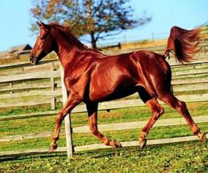 Beautiful horse puzzle