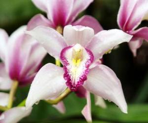 Beautiful orchid flowers puzzle