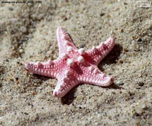 Beautiful starfish puzzle