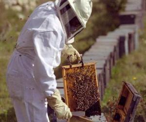 Beekeeper or apiarist working with the special suit in the hive to collect honey puzzle