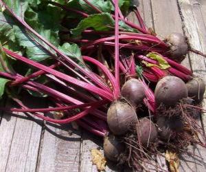Beetroot or beet, a plant that we eat the root puzzle
