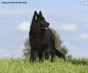 Belgian shepherd groenendael puppy puzzle