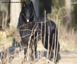 Belgian shepherd groenendael puzzle