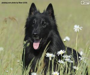 Belgian shepherd groenendael head puzzle