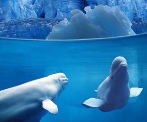 Beluga whale is a species of toothed Monodontidae family living in the Arctic and subarctic. puzzle