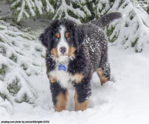 Bernese Mountain Dog puppy puzzle