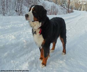 Bernese Mountain Dog puzzle