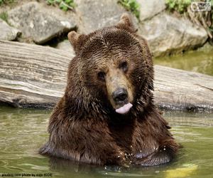 Big bear in the water puzzle