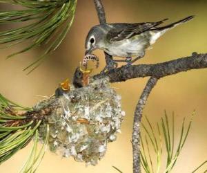 Bird with her chicks puzzle