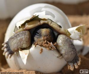 Birth of a turtle puzzle