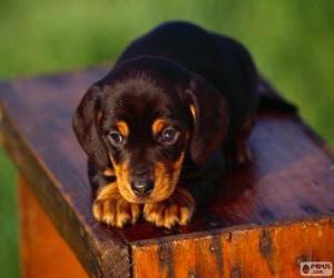 Black and Tan Coonhound puppy puzzle