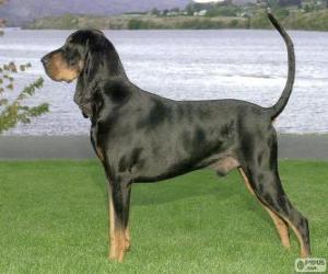 Black and Tan Coonhound puzzle