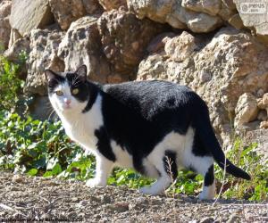 Black and white cat puzzle