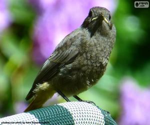 Black bird puzzle