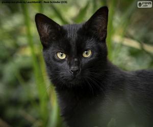 Black cat face puzzle