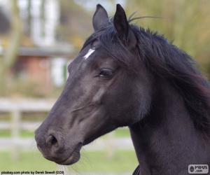 Black horse head puzzle