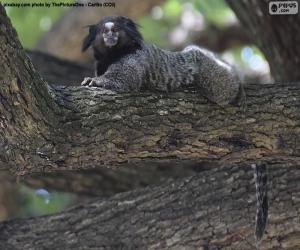 Black lion tamarin puzzle