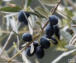 Black olive branch puzzle