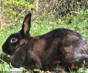 Black rabbit puzzle