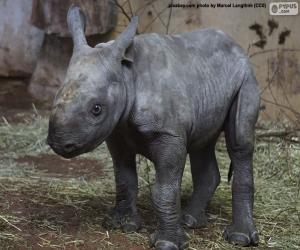 Black rhino breeding puzzle