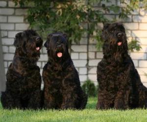 Black Russian Terrier is a breed of dog developed as a guard dog and police puzzle