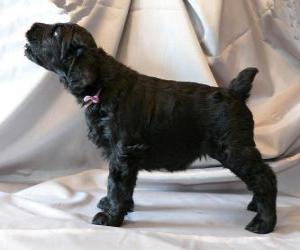 Black Russian Terrier puppy puzzle