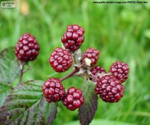 Blackberries fruit puzzle