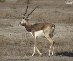 Blackbuck puzzle