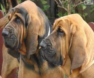 Bloodhound puzzle