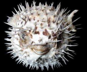 Blowfish puzzle