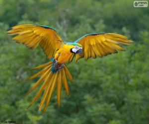 Blue-and-yellow macaw, blue-and-gold macaw puzzle