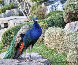 Blue-breasted peacock puzzle