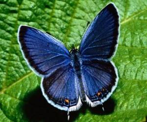blue butterfly with wings wide open puzzle