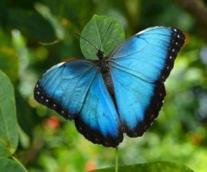 Blue butterfly puzzle