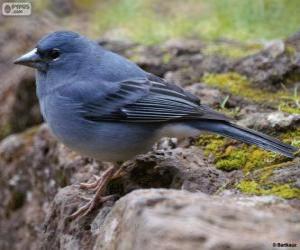 Blue Chaffinch puzzle