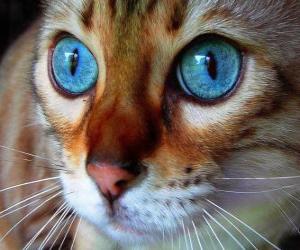 blue eyes cat puzzle