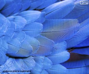 Blue Macaw feathers puzzle