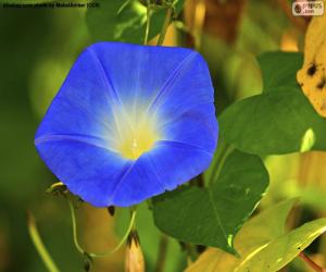 Blue morning glory puzzle