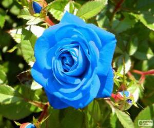 Blue Rose puzzle