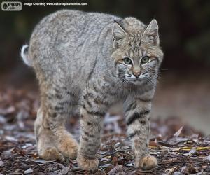 Bobcat puzzle