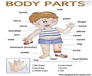 Body parts in English puzzle