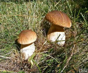 Boletus edulis puzzle