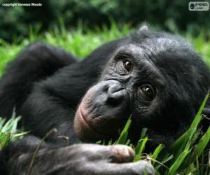 Bonobo or Pygmy Chimpanzee puzzle