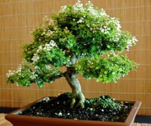 Bonsai tree, miniature tree in a tray following the Japanese art of bonsai puzzle