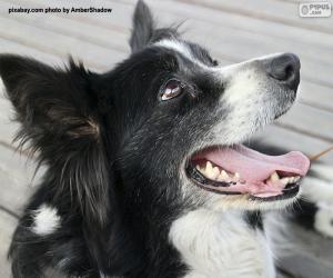 Border collie head puzzle