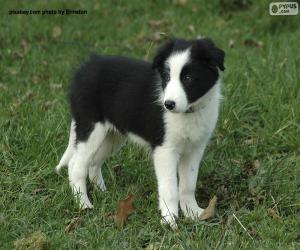 Border Collie puppy puzzle