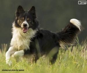 Border Collie puzzle