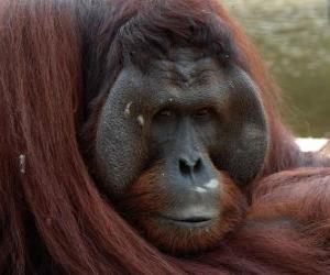 Bornean orangutan puzzle